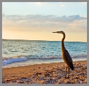 Heron on beach on Palm Island Resort.