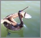 Happy Pelican in Lemon Bay, Englewood.