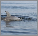 Dolphin In Search of food in Charlotte Harbor