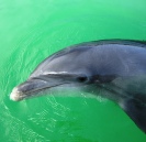 Dolphin In Lemon Bay.