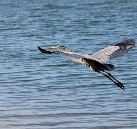 Heron in flight over Lemon Bay, Englewood.