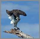Osprey takes flight in Stump Pass.