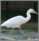 Egret on dockline in Lemon Bay.